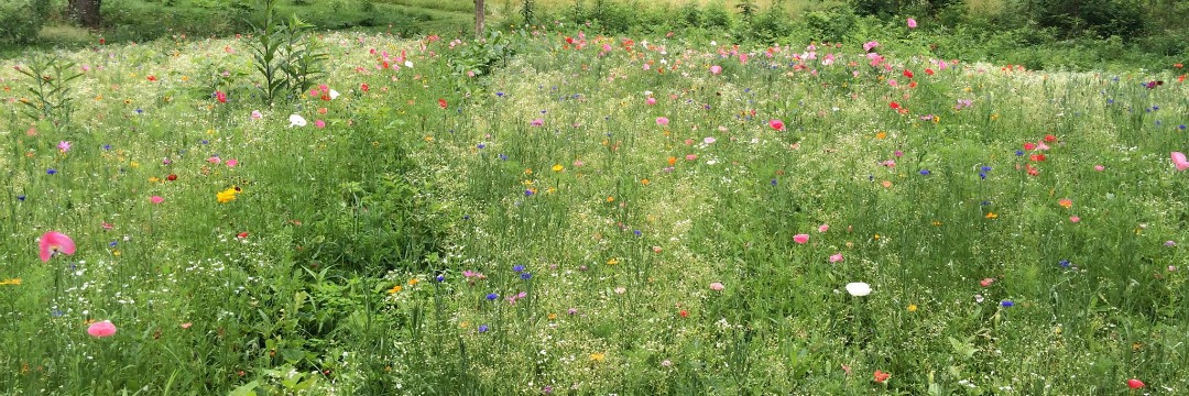 wildflowers field