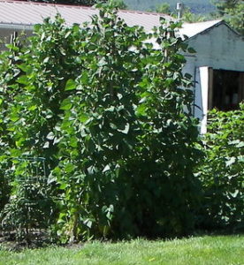growing-green-beans