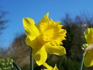 welsh-daffodil-300x225