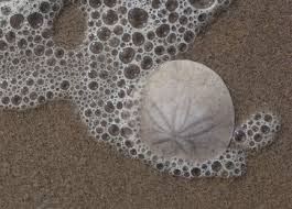 Sand Dollar