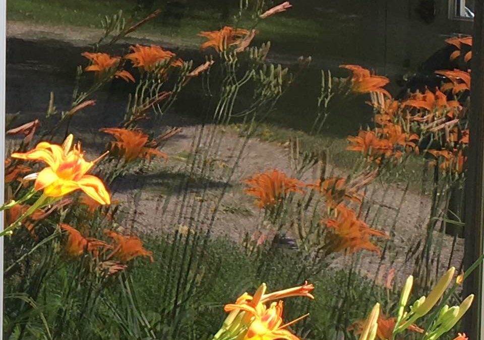 Tiger Lily: Reflections of God’s Love