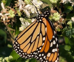 Lessons from a Monarch