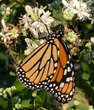 Lessons from a Monarch